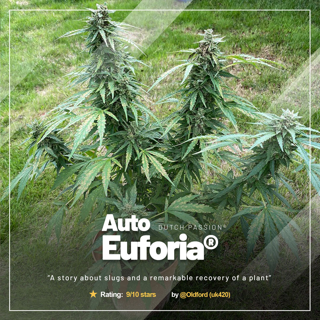 Auto-Euforia-recovery-plant-of-the-month 